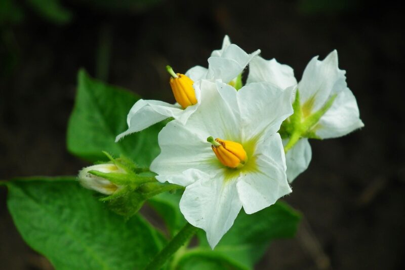 じゃがいもの花